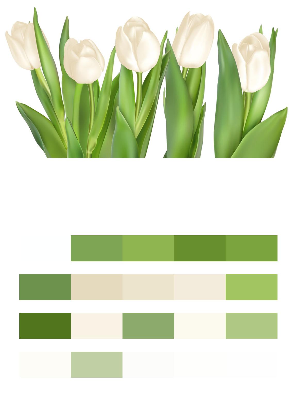 Белые тюльпаны цвета