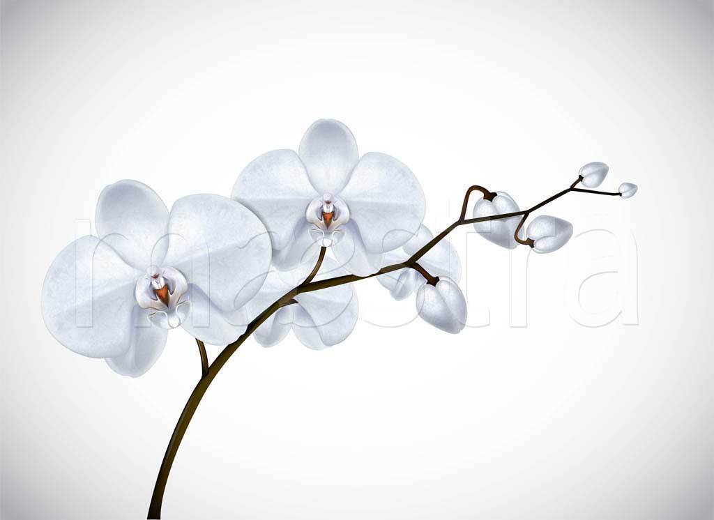 Фотообои Белая орхидея художественная