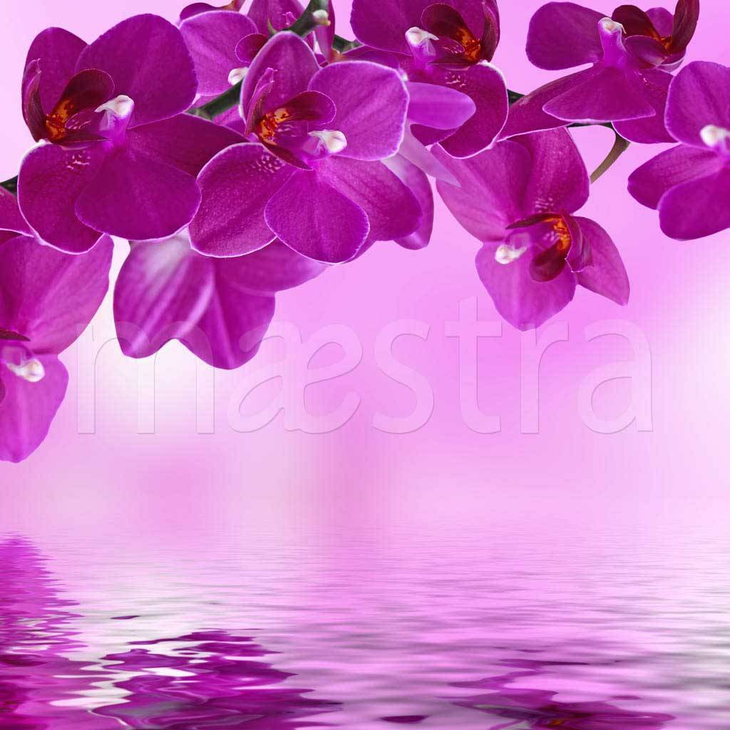 Фотообои Фиолетовая орхидея над водой