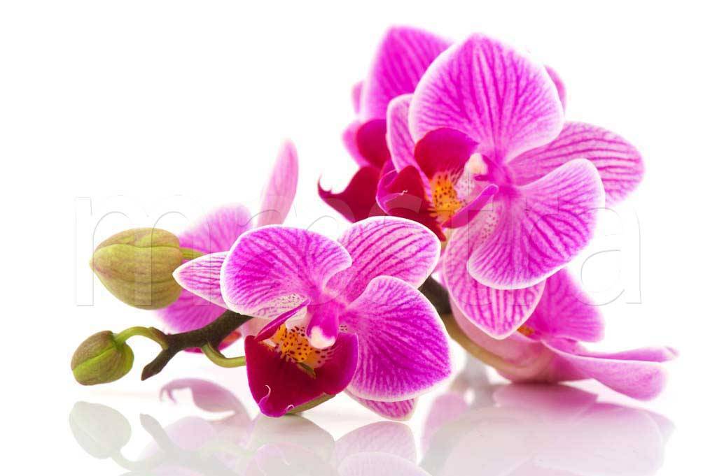 Фотообои Розовые орхидеи