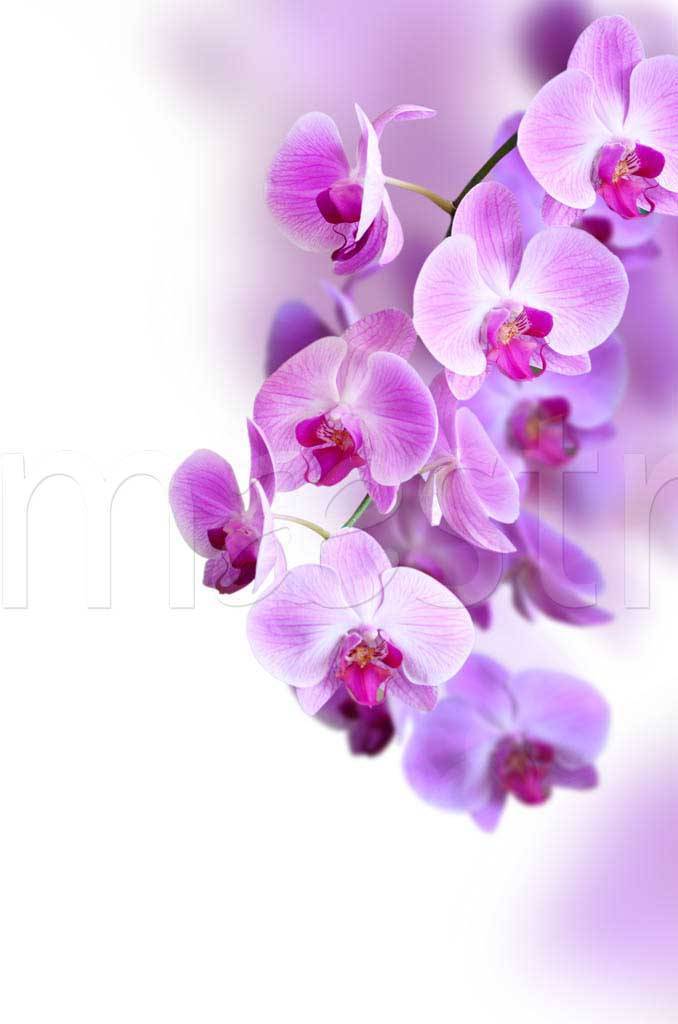 Фотообои Розовая орхидея изящная