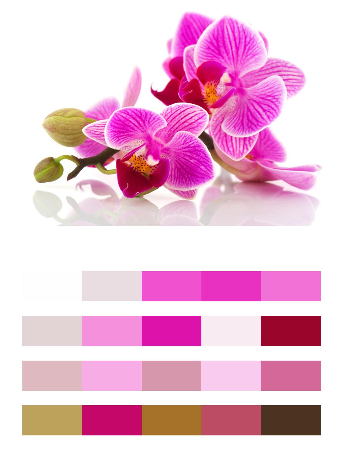 Розовые орхидеи цвета