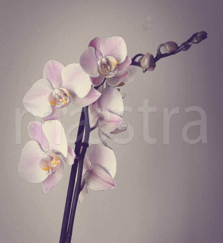 Фотообои Розовая орхидея на сером фоне
